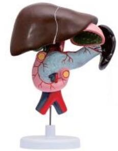 十二指腸、胰、脾解剖模型